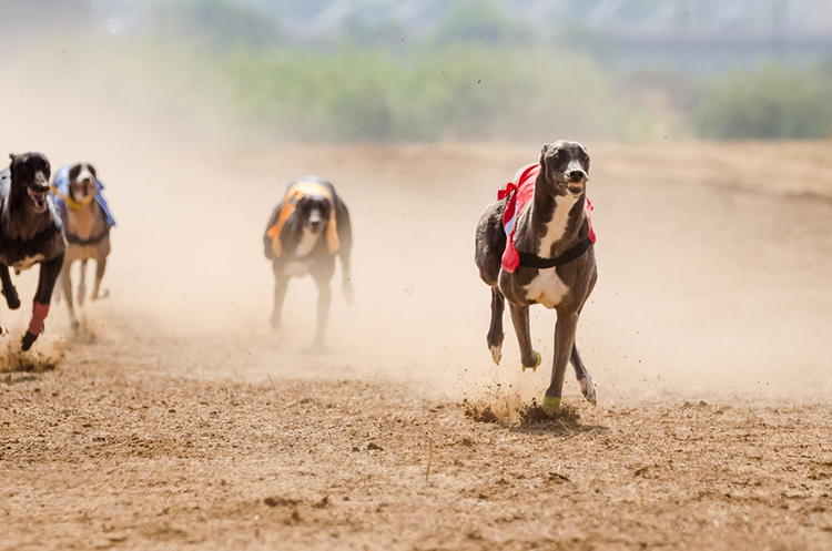 Utrke pasa – kako dobiti i zaraditi novac na utrkama pasa?